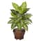 20.5" Assorted Dieffenbachia In Wood Vase, 2ct.